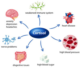 WHAT IS THE ROLE OF CORTISOL?