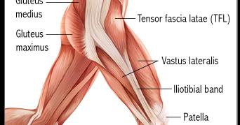 Image result for TfL Muscle  Fascia lata, Tensor fasciae latae